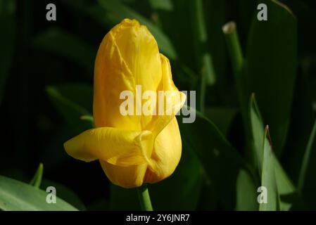 Tulipe unique jaune « Strong Gold » exposée au Keukenhof Tulip Gardens, pays-Bas, UE. Banque D'Images