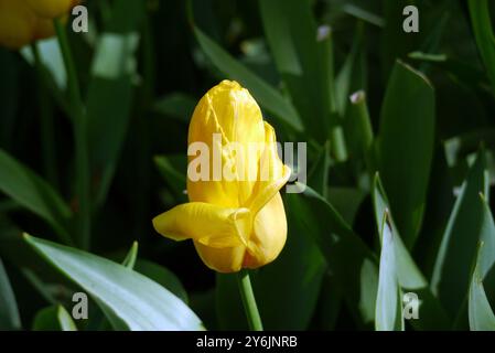 Tulipe unique jaune « Strong Gold » exposée au Keukenhof Tulip Gardens, pays-Bas, UE. Banque D'Images