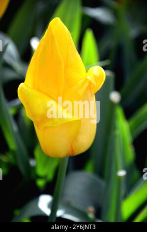 Tulipe unique jaune « Strong Gold » exposée au Keukenhof Tulip Gardens, pays-Bas, UE. Banque D'Images