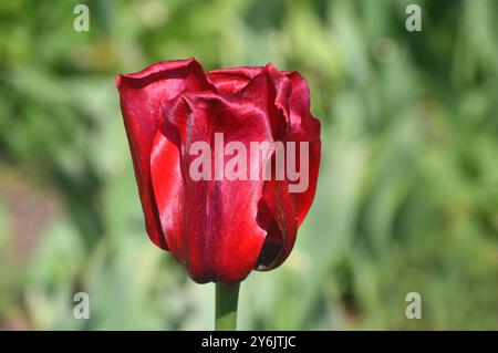 Tulipa rouge unique «Ile de France» (tulipe Triumph) fleur exposée au Keukenhof Tulip Gardens, pays-Bas, UE. Banque D'Images