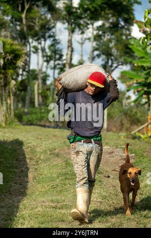 Cueilleurs de café revenant d'une journée de récolte avec les grains de café, Manizales, Caldas, Colombie Banque D'Images