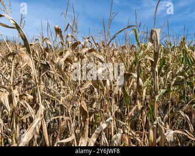 Vertrocknetes Maisfeld, Klimawandel, Hitzeschaden, Bayern, Deutschland, Europa Vertrocknetes Maisfeld, Klimawandel, Hitzeschaden, Bayern, Allemagne, Banque D'Images