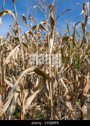 Vertrocknetes Maisfeld, Klimawandel, Hitzeschaden, Bayern, Deutschland, Europa Vertrocknetes Maisfeld, Klimawandel, Hitzeschaden, Bayern, Allemagne, Banque D'Images