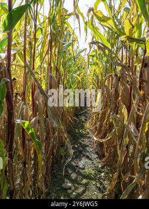 Vertrocknetes Maisfeld, Klimawandel, Hitzeschaden, Bayern, Deutschland, Europa Vertrocknetes Maisfeld, Klimawandel, Hitzeschaden, Bayern, Allemagne, Banque D'Images