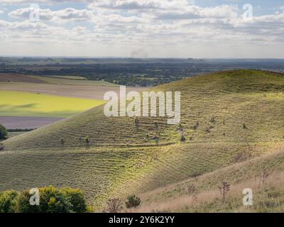 Réserve naturelle nationale de Pewsey Downs Banque D'Images