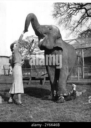 Les visiteurs du parc zoologique de Maidstone , Kent , Angleterre , voient maintenant comme un privilège supplémentaire l'entraînement des animaux pour les cirques de tournée estivale , ici M. Karl Fischer , entraîneur de 20 ans , répétant un acte avec son assistant le 1er avril 1938 Banque D'Images