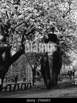 Les visiteurs du parc zoologique de Maidstone , Kent , Angleterre , voient maintenant comme un privilège supplémentaire l'entraînement des animaux pour les cirques de tournée estivale , ici M. Karl Fischer , entraîneur de 20 ans , émergeant de dessous quelques cerisiers en fleurs , lors d'une visite du terrain le 1er avril 1938 Banque D'Images