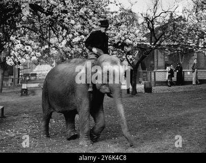 Les visiteurs du parc zoologique de Maidstone , Kent , Angleterre , voient maintenant comme un privilège supplémentaire l'entraînement des animaux pour les cirques de tournée estivale , ici M. Karl Fischer , entraîneur de 20 ans , émergeant de dessous quelques cerisiers en fleurs , lors d'une visite du terrain le 1er avril 1938 Banque D'Images