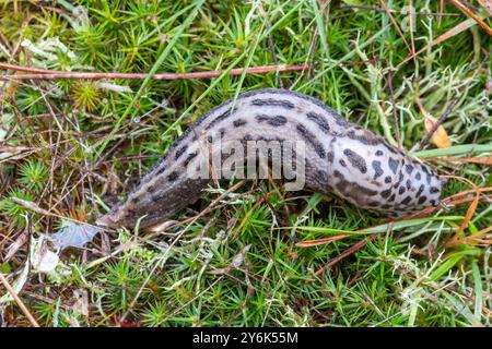 Limace léopard (Limax maximus) également connue sous le nom de grande limace grise, Angleterre, Royaume-Uni Banque D'Images