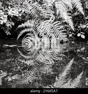 Bracken ou fronde de fougère suspendue au-dessus du canal avec des reflets formant un motif circulaire, abstrait, fond, nature, noir et blanc Banque D'Images
