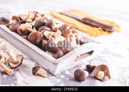 Champignons Tricholoma sur la table de cuisine, champignon comestible dans la forêt d'automne. Banque D'Images