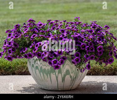 un pot de fleurs plein de raisin coloré millions de cloches fleurs Banque D'Images