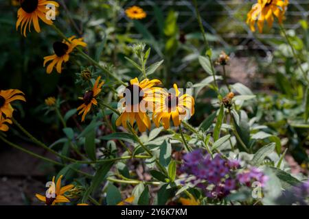 Un gros plan des Susans aux yeux noirs qui fleurissent dans la section des fleurs sauvages du jardin arrière Banque D'Images