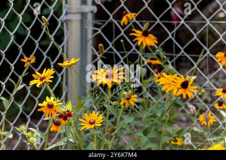 Un groupe de Susans aux yeux noirs fleurissant dans la section des fleurs sauvages du jardin arrière Banque D'Images