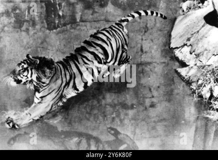 San Francisco Californie Mike le Tigre a un nouveau numéro au zoo après de fortes pluies en Californie qui ont rempli ses douves maintenant il plonge et nage autour de mars 1958 Banque D'Images