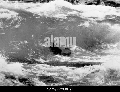 Niagara Falls, N.Y. : un tonneau tourbillonne impuissant dans les rapides inférieurs de la rivière Niagara. À l'intérieur se trouve le parachutiste de 35 ans Major Lloyd Hill. Pendant trois heures, Hill a été battu dans le tourbillon sous les rapides jusqu'à ce qu'il soit balayé dans une eau plus calme et tiré en sécurité le membre le plus audacieux d'une famille célèbre pour ses exploits terribles dans les eaux de semis de la rivière Niagara, il dit qu'il est déterminé à risquer sa vie en tirant Niagara Falls elle-même dans un baril. 2 août 1954 Banque D'Images