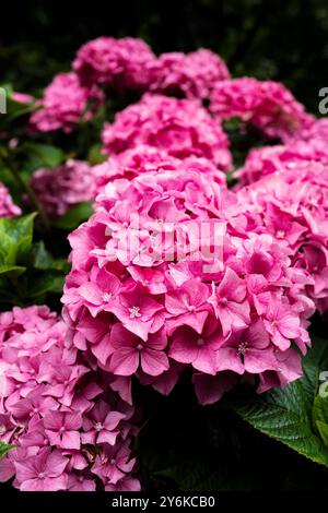 Hydrangea macrophylla poussant dans un jardin à Newquay en Cornouailles au Royaume-Uni. Banque D'Images