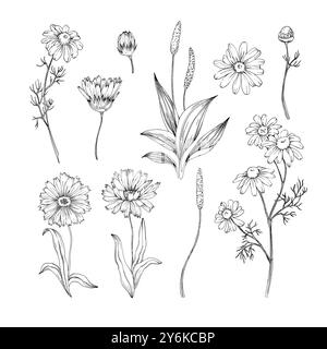 Camomille, calendula et plantain dessinés à la main isolés sur fond blanc. Ensemble d'herbes médicinales Illustration de Vecteur