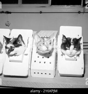 Paris France : en attendant leurs roquettes. Quelques-uns des chats de l'espace en formation au centre médical aérodynamique. Ils sont soumis à des essais de bruit et de mouvement de la manière dite comme hommes de l'espace humain. Notez les connexions des électrodes sur chaque main. C'est Felicette au centre. 1963 Banque D'Images