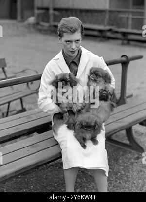 Spectacle du Kennel Club au Crystal Palace. Mlle Bobby Frampton avec ses Pekes. 29 septembre 1926 Banque D'Images