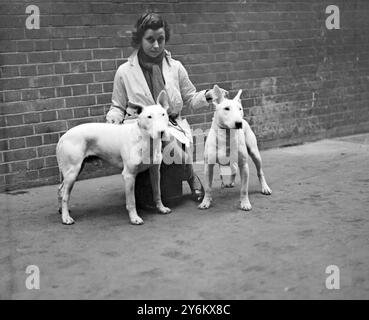 National Terrier Show à l'Olympia Mme S. G. Yearsley avec ses Bull Terriers 'Bricktops Hot Pepper', à gauche, et 'Bricktops Tackety Rax'. 10 janvier 1934 Banque D'Images