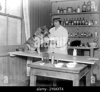 Hôpital animalier et internat de Mme Dillon à Sutton. Bandage du pied d'un patient. Sutton. 30 janvier 1920 Banque D'Images