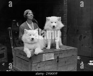 L.K.A. Show à Olympia. Miss Ivy Kilburn Scott avec ses Samoyeds 'Siberian Keeno' et 'Antarctic Zaza' 8 mai 1925 Banque D'Images