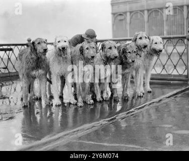 Kennel Club Show Crystal Palace London. Mme E. Croucher est de bons Wolfhounds irlandais. 16 mai 1934 Banque D'Images