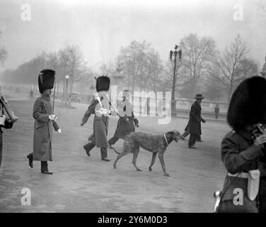 La mascotte des gardes irlandais saute de voiture pour suivre les couleurs. 23 février 1932 Banque D'Images