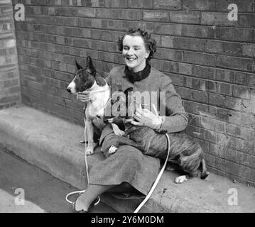 National Terrier Show à Olympia. Mme R.F.R. McNeill avec ses Bull Terriers 'Champion Mystery Knight of Rueuch' et 'Tania of Rueuch' 1937 Banque D'Images