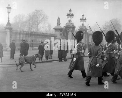 La mascotte des gardes irlandais saute de voiture pour suivre les couleurs. 23 février 1932 Banque D'Images