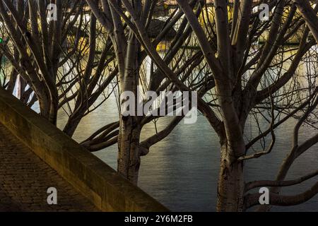 France, Paris, 75, 1er arrondissement, la Seine, quai du Louvre, bouleaux au crépuscule. Banque D'Images