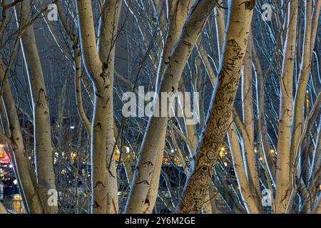 France, Paris, 75, 1er arrondissement, la Seine, quai du Louvre, bouleaux au crépuscule. Banque D'Images