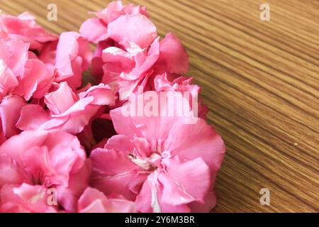 Rose Kaner ou Nerium Oleander fleurs sur fond de bois brun, Saint Valentin, Pâques, bonne fête des femmes, fête des mères. Pose à plat, dessus Banque D'Images