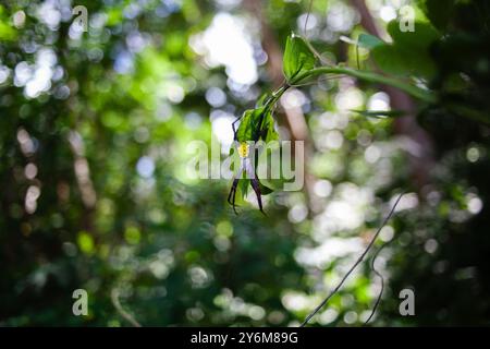 Araignée de jardin hawaïenne dans la jungle indonésienne Banque D'Images