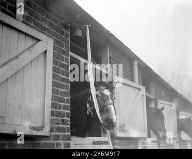 'San Toy', héros équin de l'Afrique du Sud et des grandes guerres, sonne la cloche pour la fête du nouvel an à la maison de repos pour chevaux, Westcraft Farm, Cricklewood. Banque D'Images