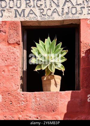 Une succulente vibrante dans un pot en terre cuite se trouve sur un rebord de fenêtre en stuc rouge. Le charme rustique de l'architecture d'Arequipa est capturé brillamment dans le bril Banque D'Images