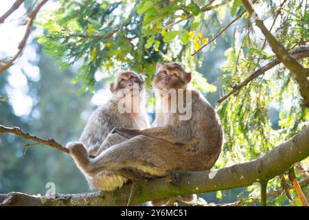 Macaque barbarie, singe rhésus, faune de l'Afrique du Nord, habitat jungle, forêt tropicale de couple Banque D'Images