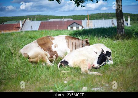 Deux vaches couchées sur l'herbe, un village et un ciel bleu en arrière-plan Banque D'Images