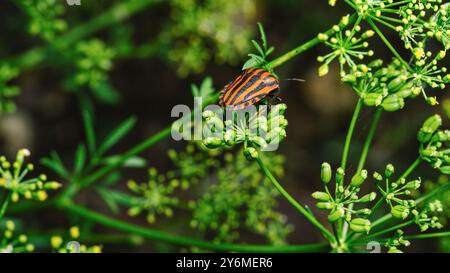 Insecte rayé italien sur une branche de persil, photo macro Banque D'Images