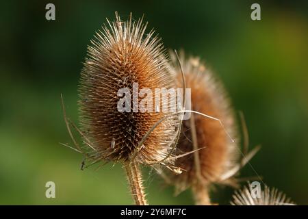 Automne Royaume-Uni, Groupe de Teasel Seedheads Banque D'Images