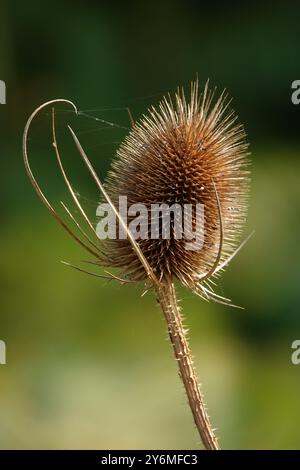 Automne Royaume-Uni, Teasel Seedhead Banque D'Images