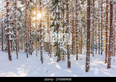 Alors que le soleil se couche par une froide soirée d'hiver en Suède, la lumière dorée filtre à travers de grands arbres chargés de neige, illuminant le paysage forestier tranquille. Banque D'Images