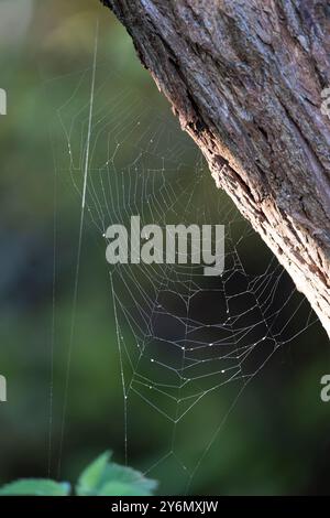 Gros plan d'une toile d'araignée britannique à travers une branche d'arbre, rétroéclairé par le soleil d'automne tôt le matin. Banque D'Images