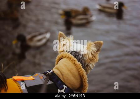 Chien Yorkshire Terrier dans une combinaison chaude sur une rive du lac à la recherche de canards. Animal dans des vêtements chauds à l'extérieur. Chien élégant sur la promenade en automne saison d'automne. Banque D'Images