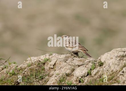 L'alouette à bout court de Hume est une espèce d'alouette de la famille des Alaudidae. On le trouve en Asie centrale-sud, de l'Iran et du Kazakhstan à la Chine. Banque D'Images