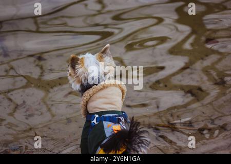 Yorkshire Terrier chien dans une combinaison chaude marche dans la nature sur une rive du lac. Animal dans des vêtements chauds à l'extérieur en automne. Chien élégant sur la promenade en automne Banque D'Images