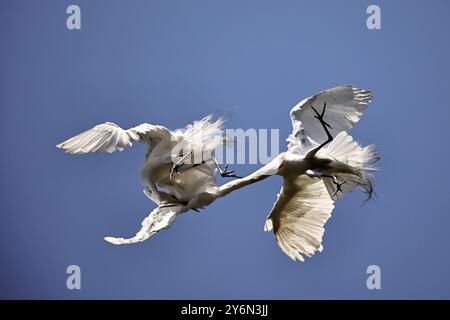 Grandes aigrettes combattant en plein air dans un assaut aérien. Banque D'Images