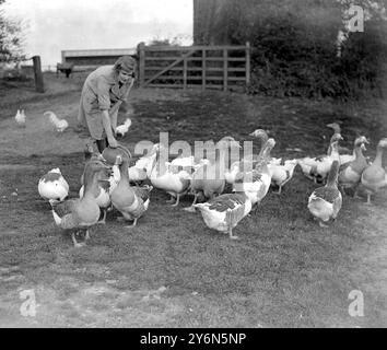 À la ferme avicole de Miss Harrison Bell à Welwyn. Banque D'Images