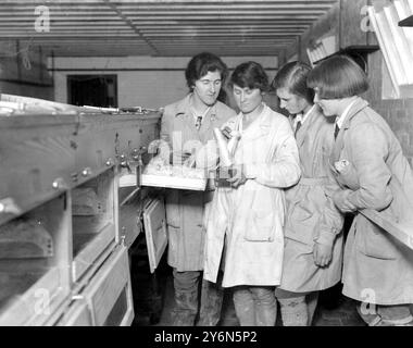 À la ferme avicole de Miss Harrison Bell à Codicote, près de Welwyn. Démonstration de l'utilisation du testeur d'œufs Banque D'Images